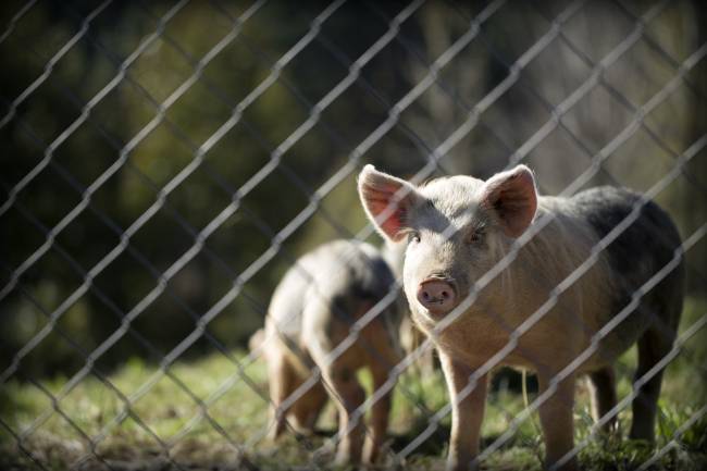 Обвинения в распространении африканской чумы свиней опровергли в ЦВО 
