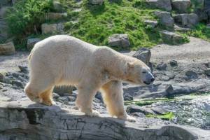 Белую медведицу привезли в зоопарк Екатеринбурга