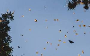 На Свердловскую область надвигается нашествие вредоносных бабочек-вредителей