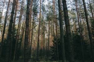 Более 16 миллионов деревьев высадят весной 2024 года для сохранения лесов Свердловской области